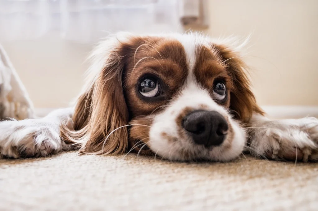 All Pet Care Clearwater: Your One-Stop Solution for Pet Health
