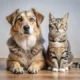 All the Best Pet Care Tips