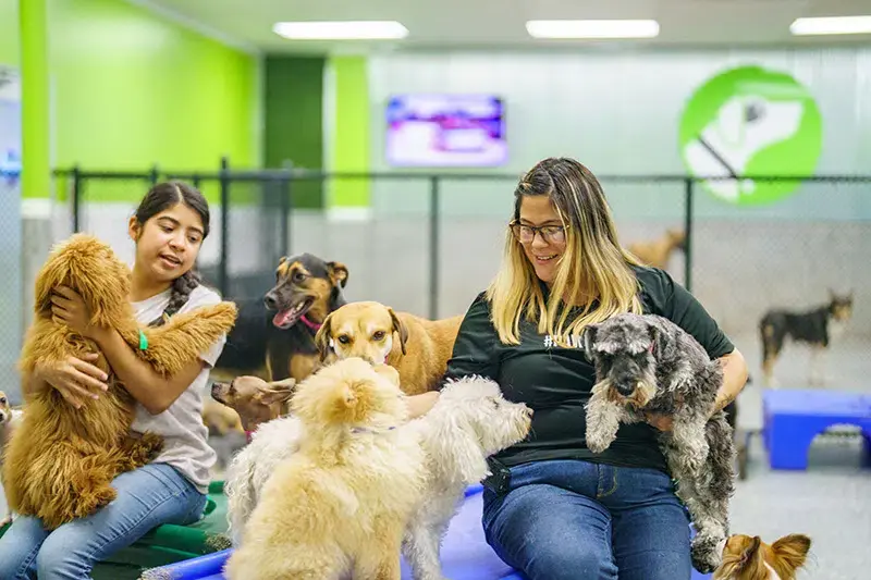 Best Friends Pet Care Disney