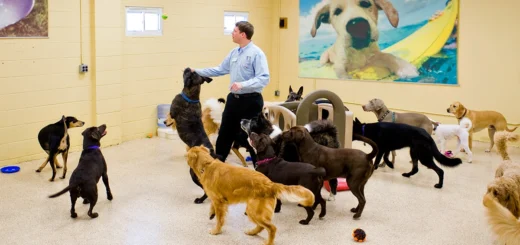Best Friends Pet Care Disney