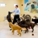 Best Friends Pet Care Disney