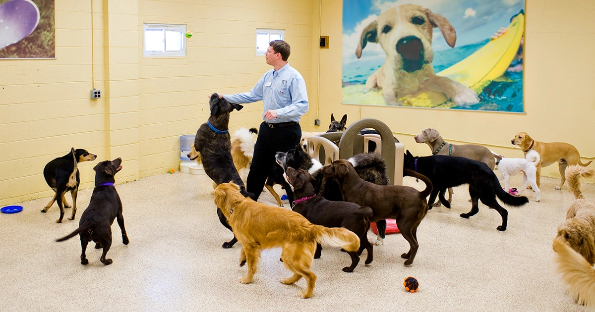 Best Friends Pet Care Disney