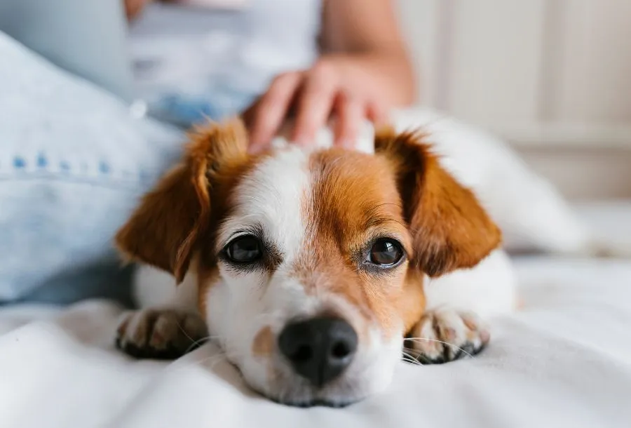 Better Pet Urgent Care