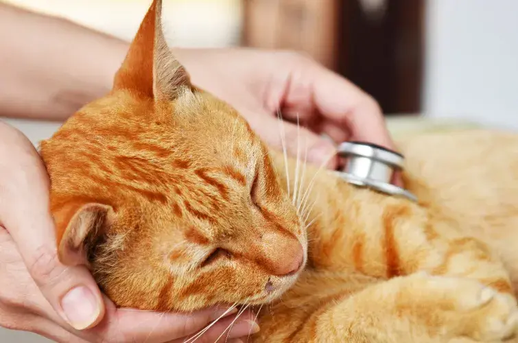 Better Pet Urgent Care