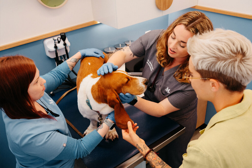 Calhoun Pet Care