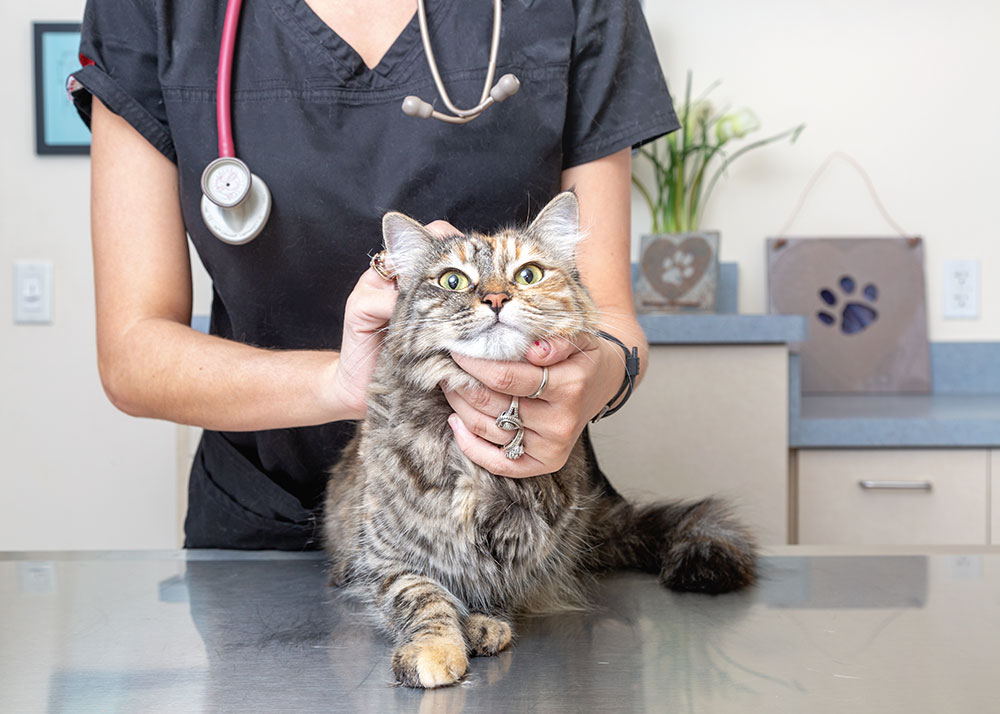 Calhoun Pet Care