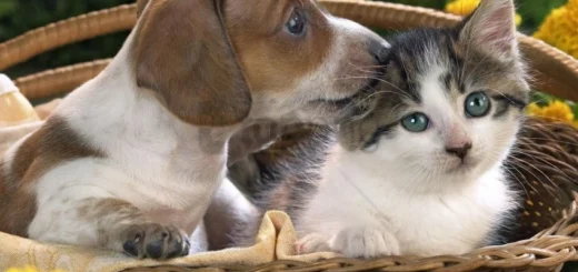 Calhoun Pet Care