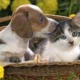 Calhoun Pet Care