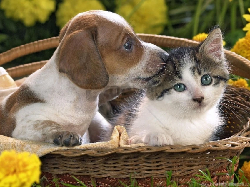 Calhoun Pet Care