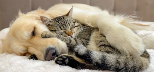 Care A Lot Pet Supply
