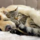 Care A Lot Pet Supply