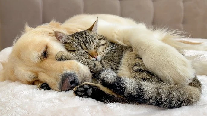 Care A Lot Pet Supply