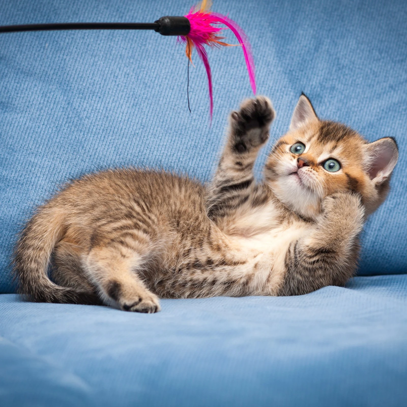 Care a Lot Pet