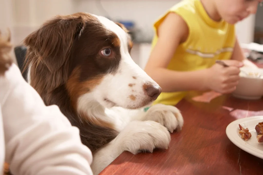 Pawsitive Pet Care