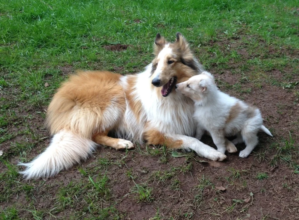 Care a Lot Pet