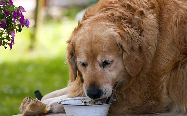 Care a Lot Pet
