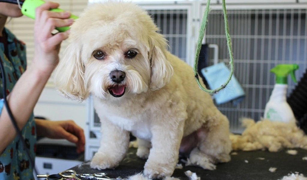Companion Pet Care
