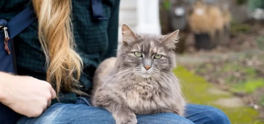 Companion Pet Care