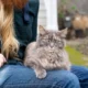 Companion Pet Care