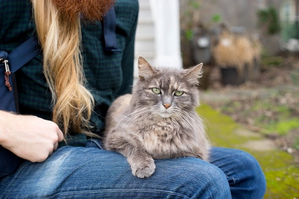 Companion Pet Care