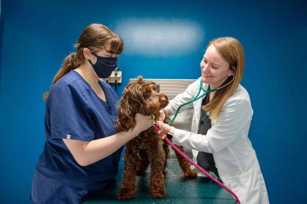 Companion Pet Care