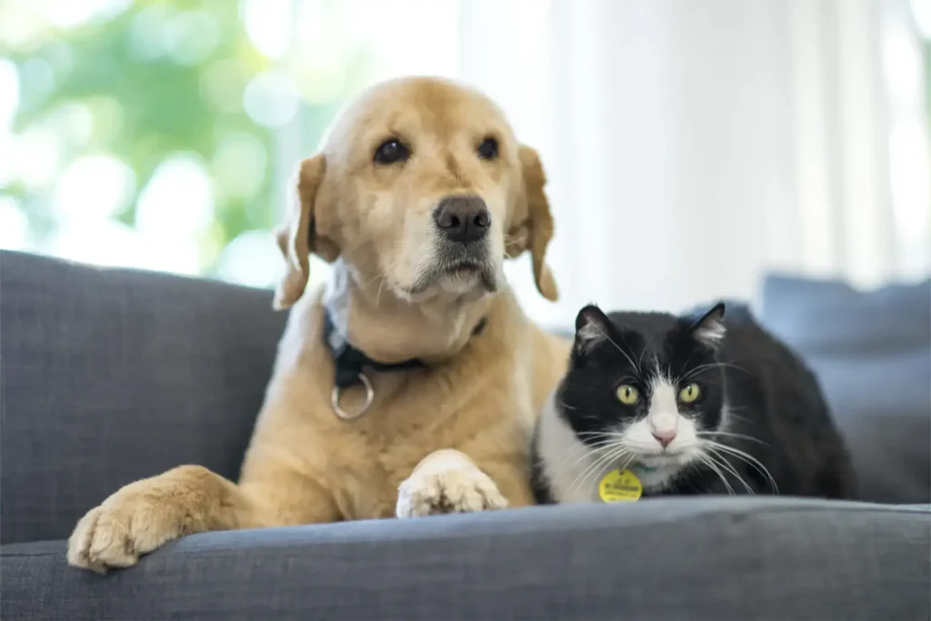 Compassionate Pet Urgent Care of Enterprise