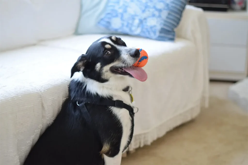 Compassionate Pet Urgent Care of Enterprise