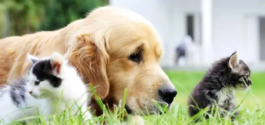 Compassionate Pet Urgent Care of Enterprise