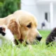 Compassionate Pet Urgent Care of Enterprise