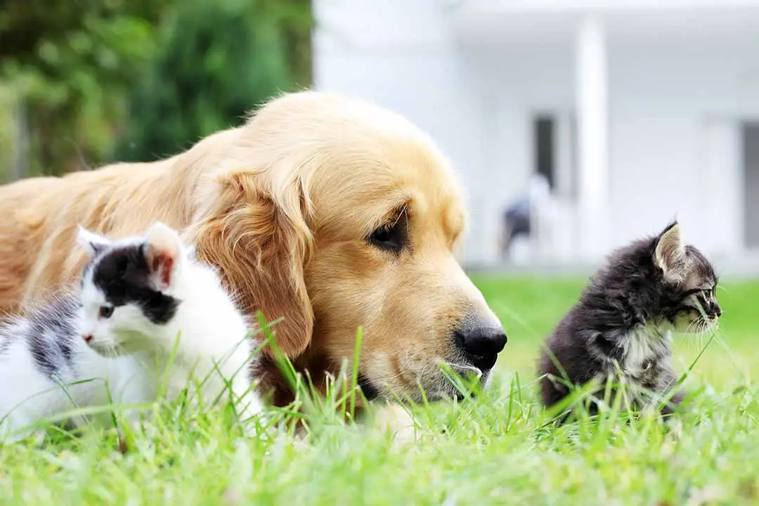 Compassionate Pet Urgent Care of Enterprise