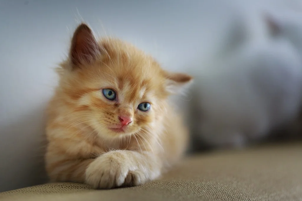 Complete Pet Care Heritage: Your Pet’s Health, Our Legacy