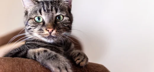 Complete Pet Care Heritage