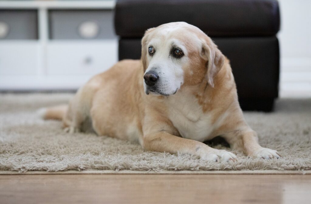 Complete Pet Care Raleigh