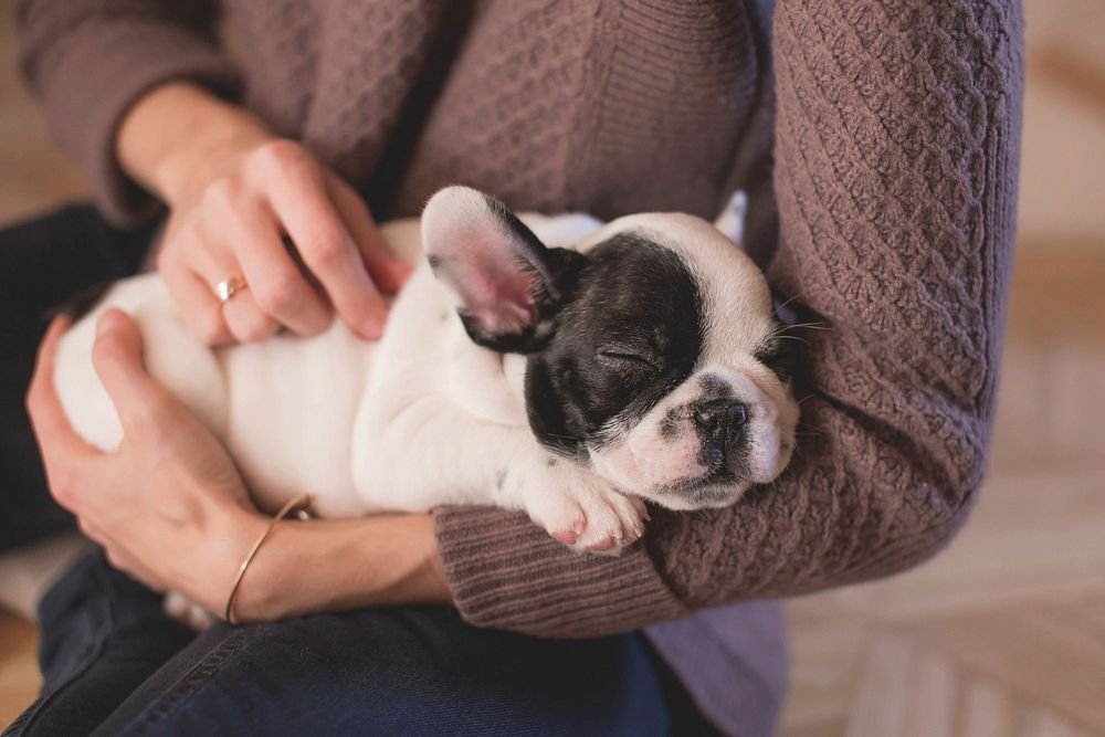Complete Pet Care Raleigh