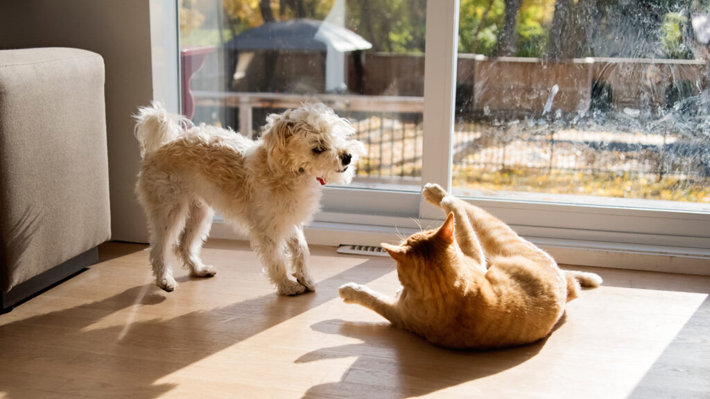 Create a Pet Care Schedule