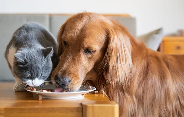 Create a Pet Care Schedule
