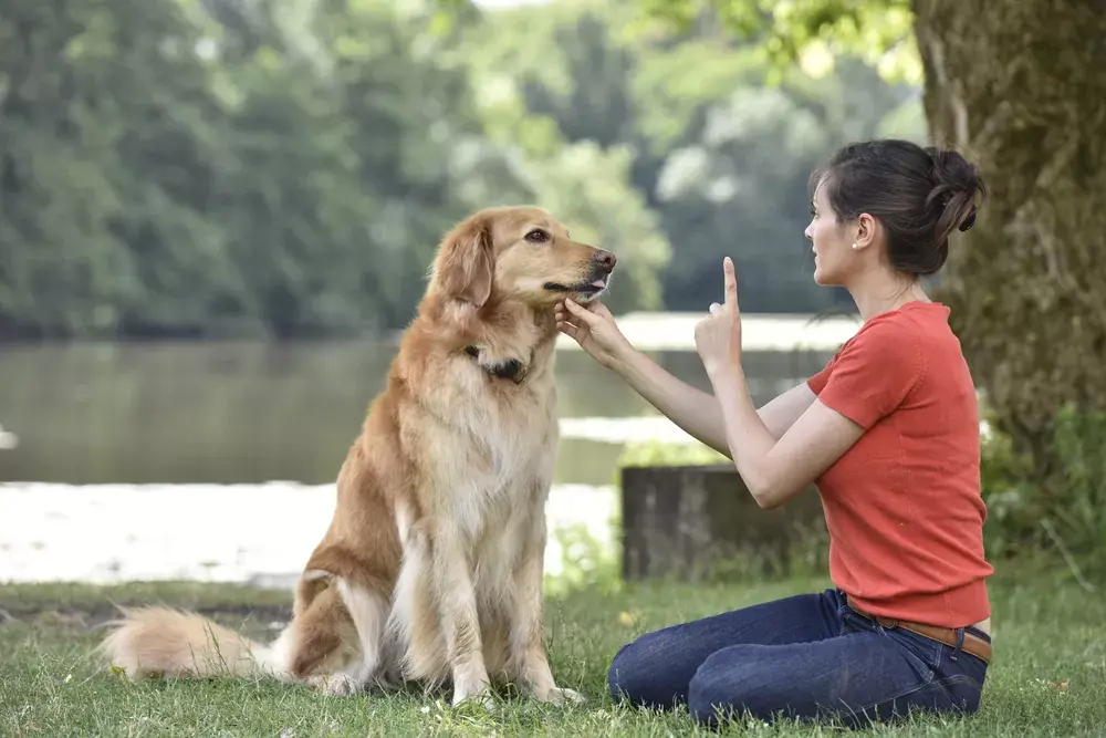 Dearborn Family Pet Care