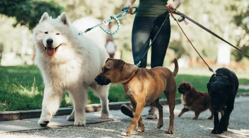 Dearborn Family Pet Care