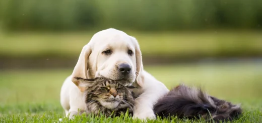 Dearborn Family Pet Care
