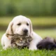 Dearborn Family Pet Care