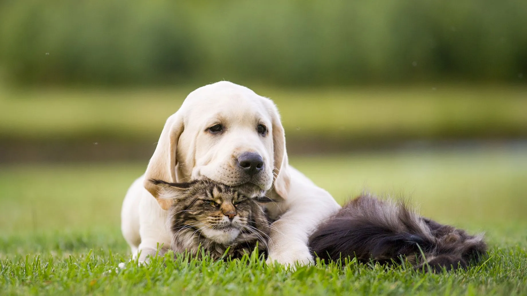 Dearborn Family Pet Care