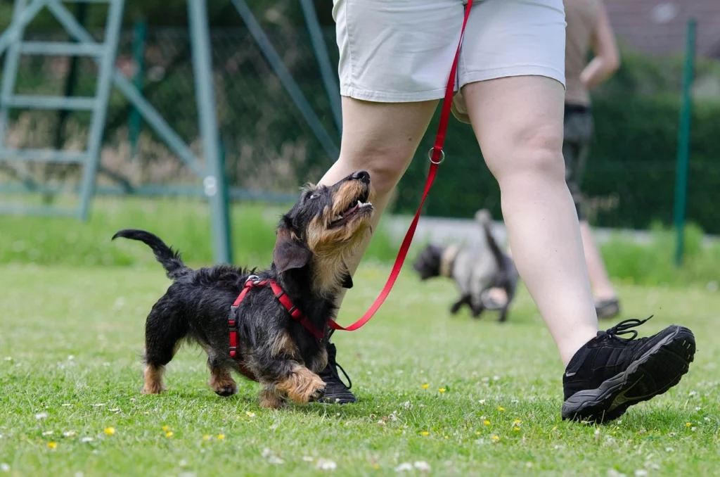 Central Pet Care: Simple Routines for Pet Wellness