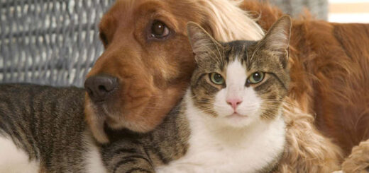 East Bay Pet Care LLC