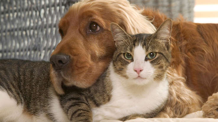East Bay Pet Care LLC