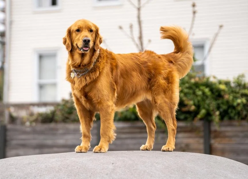 Easy to Care for Pets