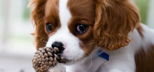 Easy to Care for Pets