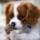 Easy to Care for Pets