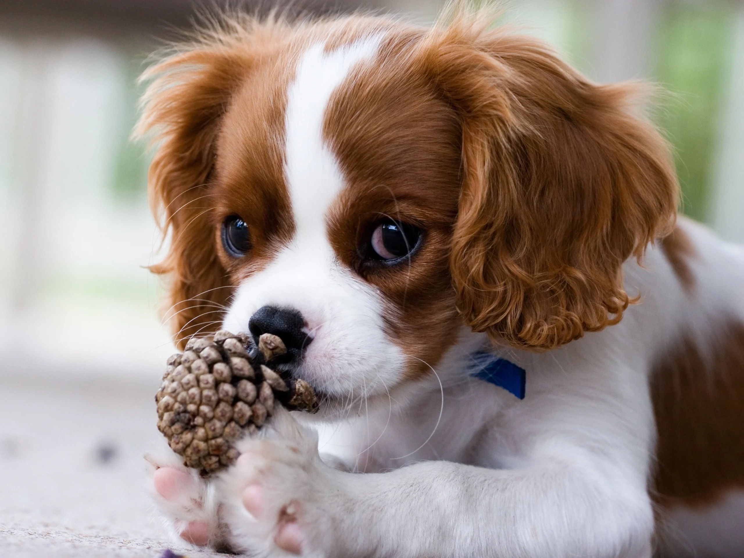 Easy to Care for Pets