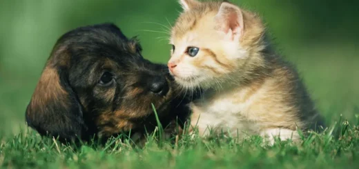Exotic Pet Care