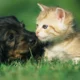 Exotic Pet Care